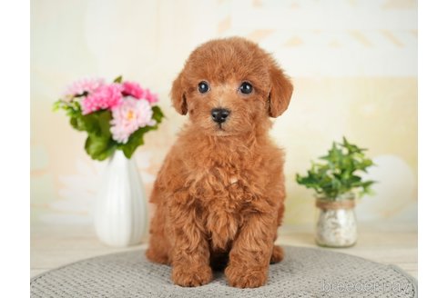 成約済の茨城県のトイプードル-283351の2枚目